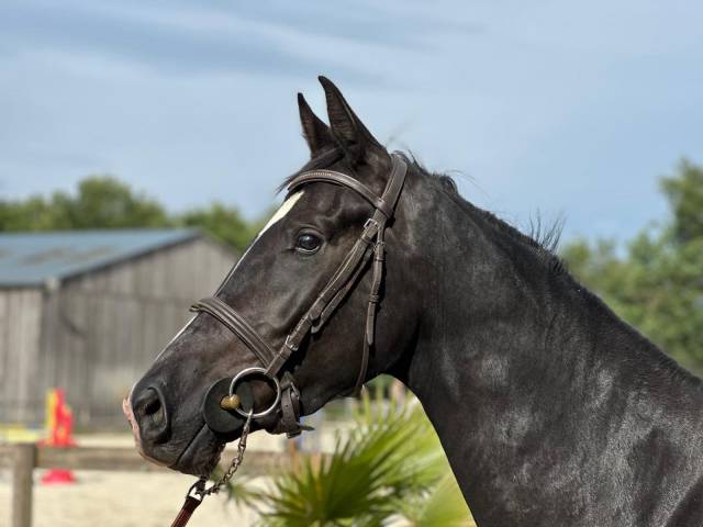 – superbe jument noire de 3 ans, origines exceptionnell