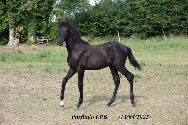 Poulain pre noir pleins papiers