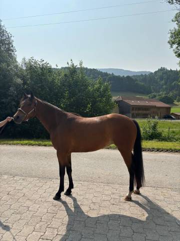 Magnifique ponette de sport d welsh partbred