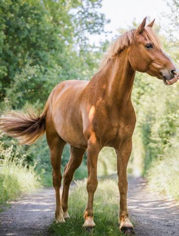 Location poney de compétition cso - djauny du garon