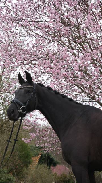 Kwpn dressage jument 7 ans ideal amateur
