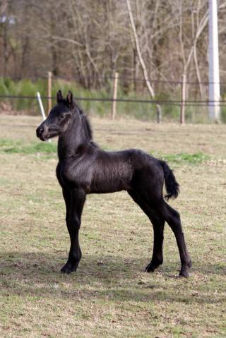 Magnifique poulain frison pleins papiers par herre 52