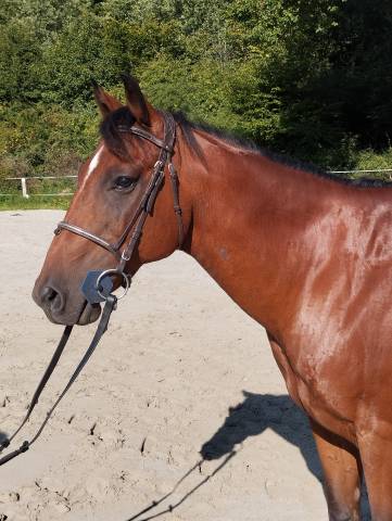 Joli hongre paint horse idéal rando