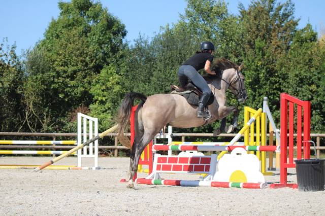 Cheval à vendre