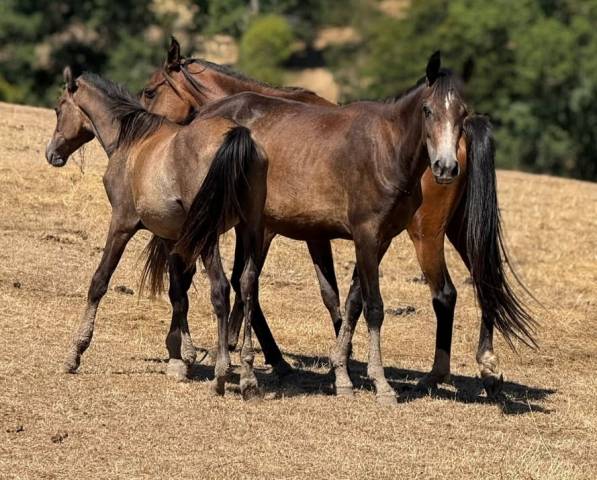 Yearling/foal