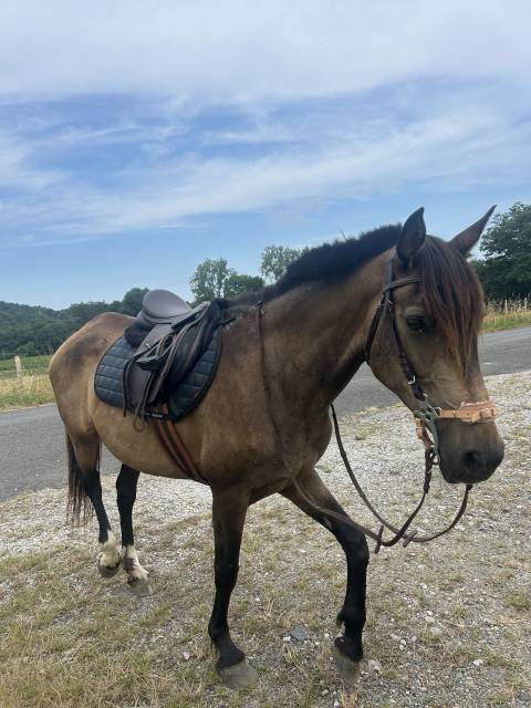  bandolera - cheval à vendre 