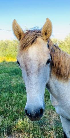 Cheval / yearling 