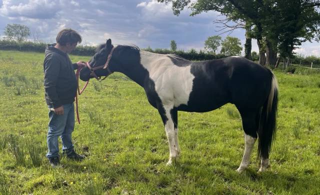 Etalon paint horse black tobiano