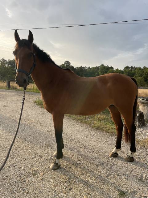 Cheval amateur à vendre 