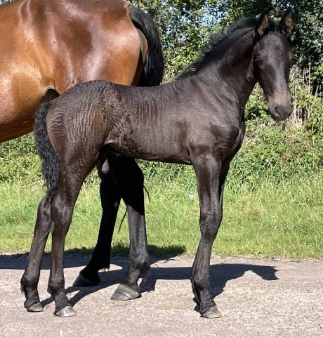 Poulain frison pp par tiede 501 et mère ster
