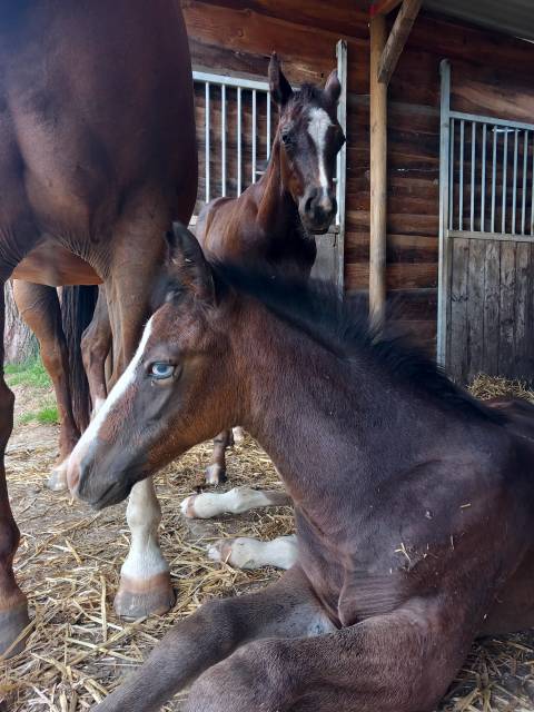 Mg night lone guns friendly foal 