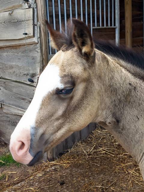 Incredible and beautiful buckskin quarter horse foal