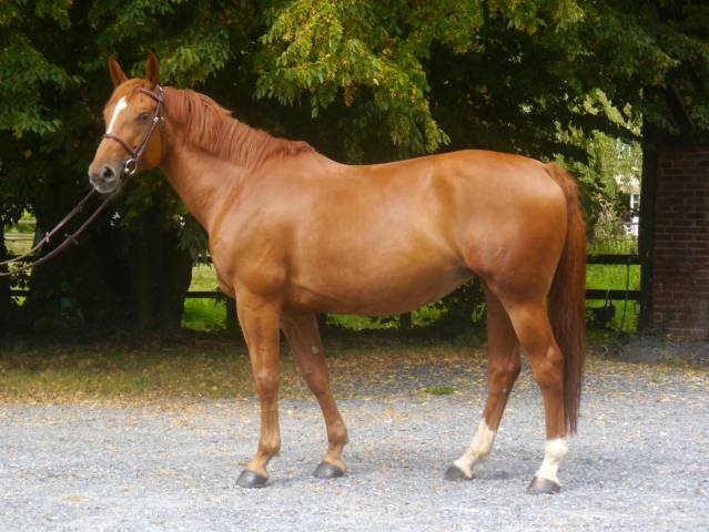 Honoria del colle