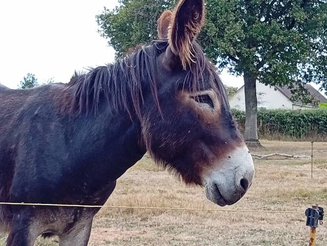 Ane à vendre