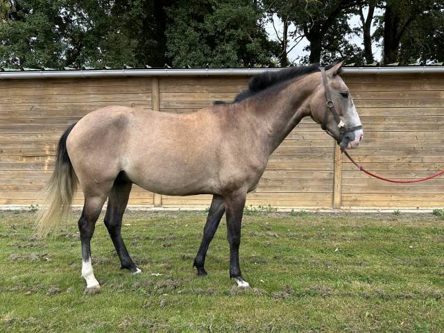 Jeune cheval lusitanien 