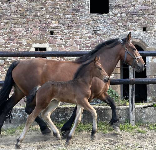 Pouliche cob x frison