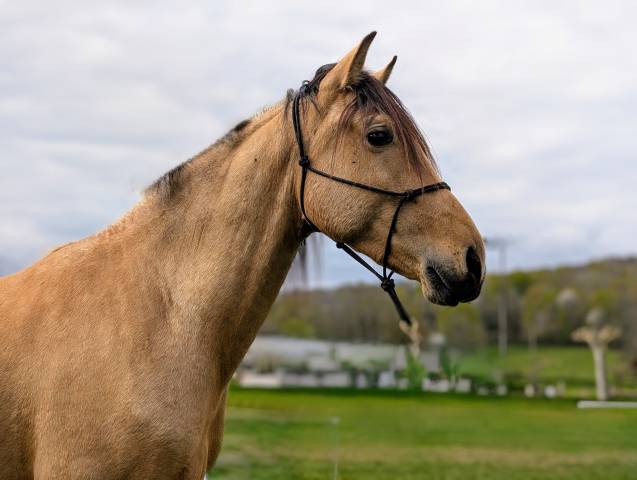 Olivio angostura, superbe hongre pre isabelle de 4 ans