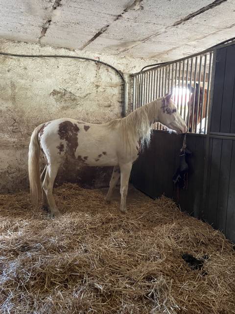 Pouliche 1/2 paint