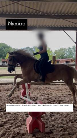 Vente poneys cause cessation activité