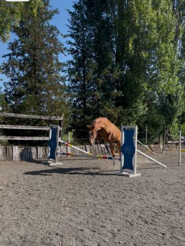 Superbe jument sbs-cheval de sport belge de 3 ans 