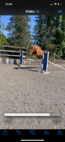 Superbe jument sbs-cheval de sport belge de 3 ans 