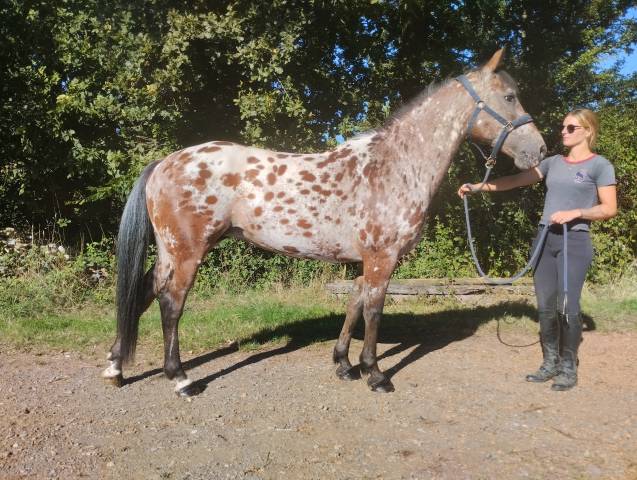 Jument appaloosa 14ans 1,48m