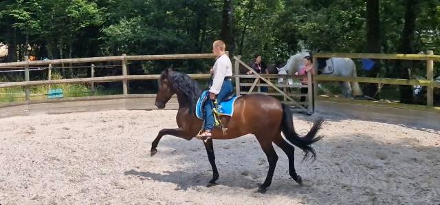 Cheval espagnol 13 ans