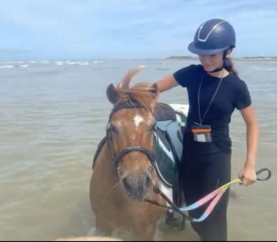 Duo des bleuets, poney oncp (50% shetland) 