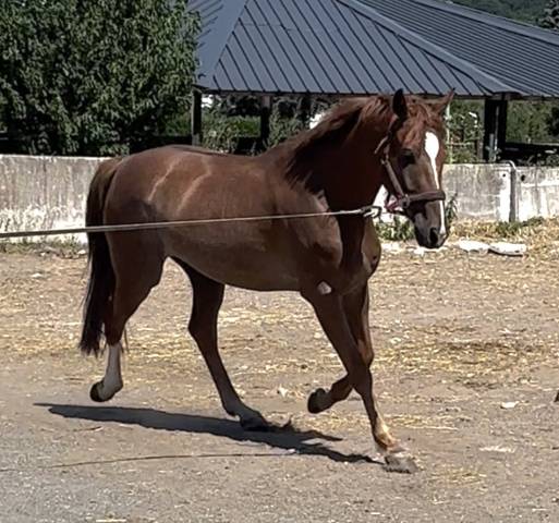 Aes de 8 ans par bon tanito z x affair m 