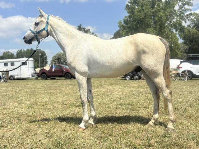 Chevaux pur sang arabe et dsa