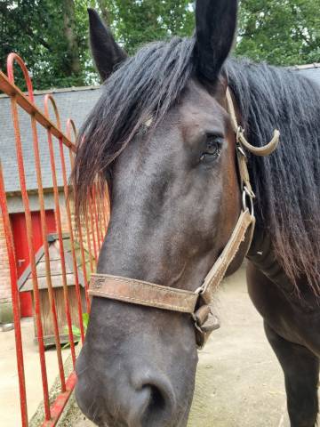 Hongre percheron