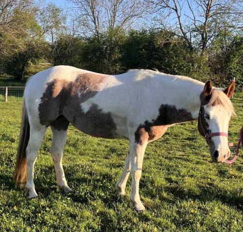 Jument paint horse chestnut tovero rabicano