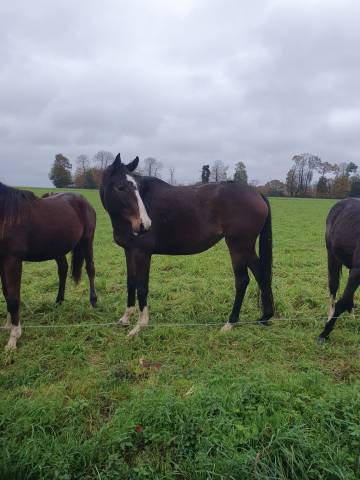 Chevaux à vendre cause réduction d’effectifs