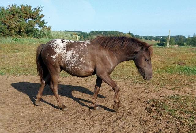Ponette a noire léopard 2024