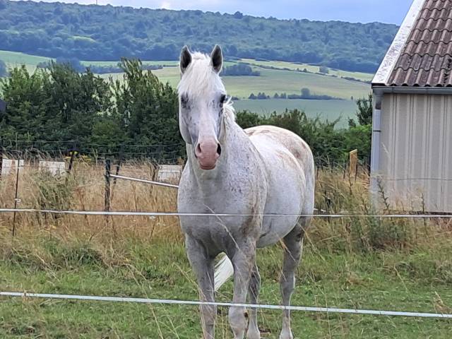 Cheval 16 ans dress,cso,cce 1m53 