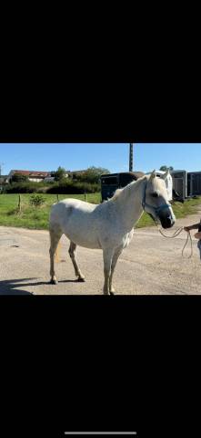 Ponette pp connemara 15 ans 1m33 polyvalente 