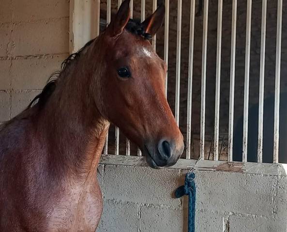Poney 1m53 pp, 4 ans loisirs compétition.