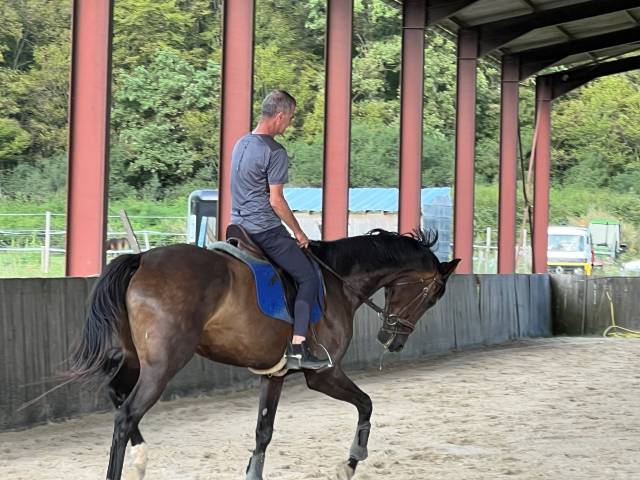 Jument kwpn magnifiques origines dressage
