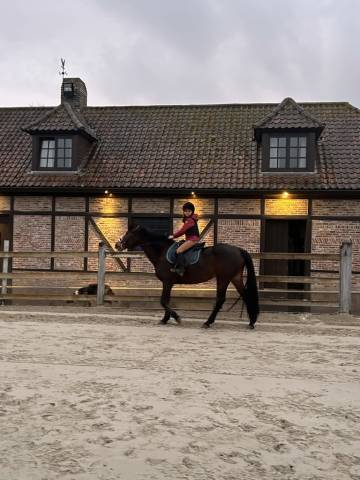 Ponette à vendre 