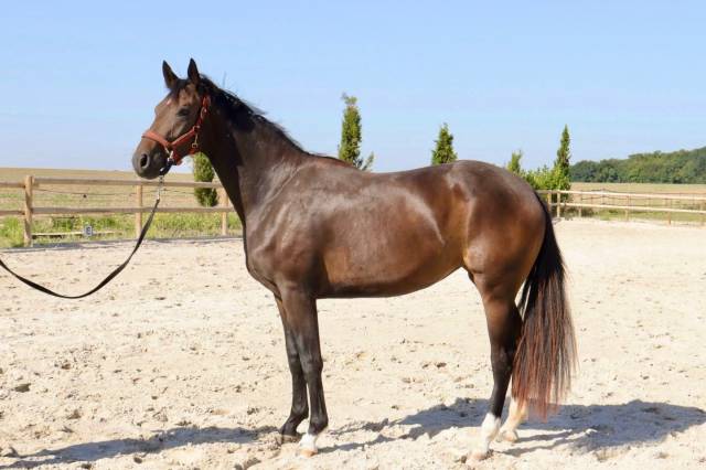 Oldenbourg – jument de 2 ans – origines d’exception 