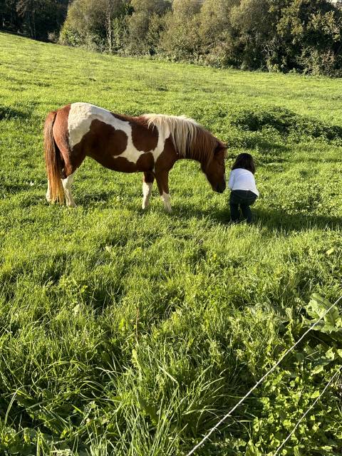 Lolita ponette de 4 ans pie