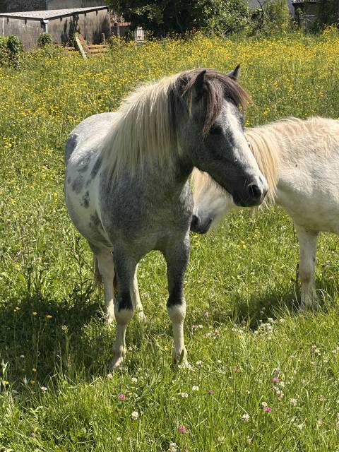 Nutella étalon poney