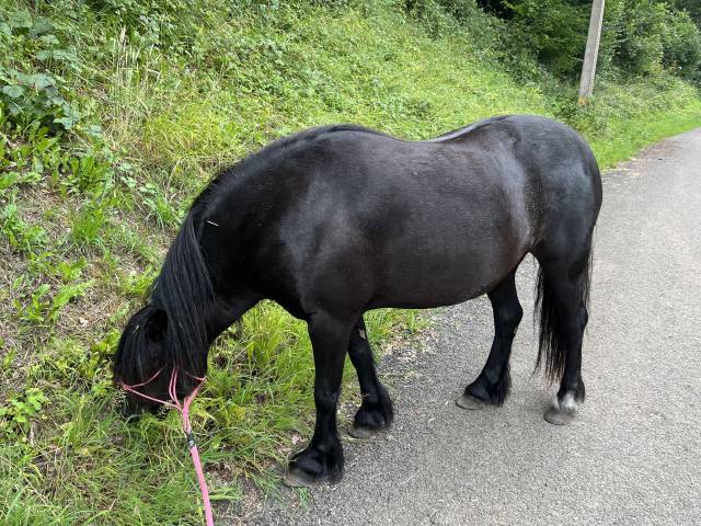 Ponette 9 ans