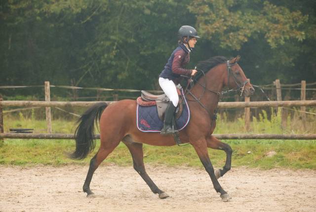 Poney c