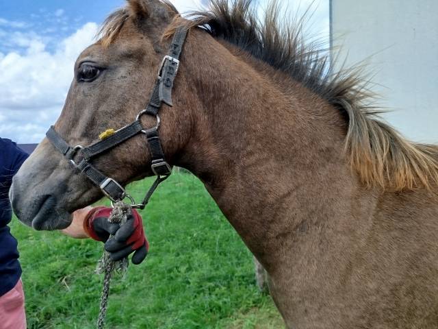 Pouliche