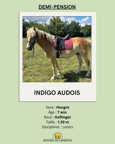 Demi-pension cheval haflinger