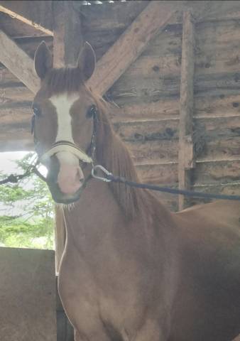 Cheval de loisir 