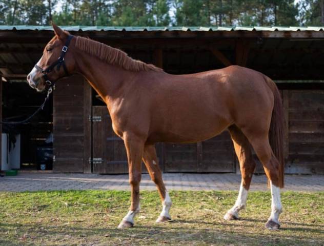 Magnifique jument arabe - 9 ans - (04)