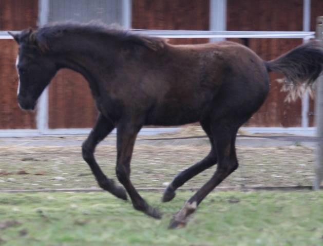 Pur sang arabe noire / fabulous black purebred filly