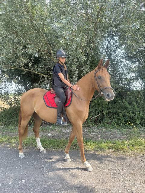 Jument de sport cso cce 